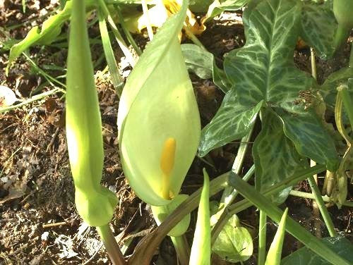 Arum italicum 'Marmoratum'
