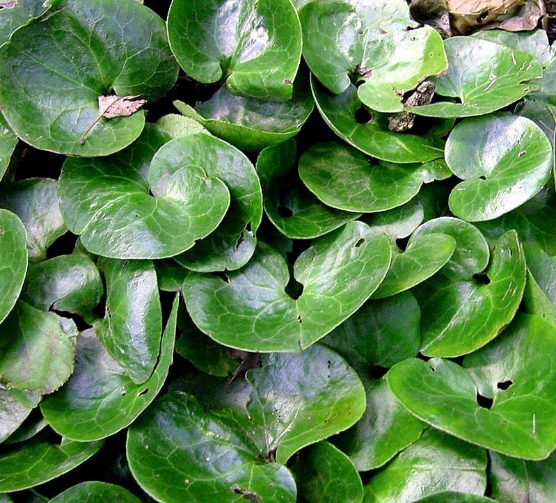 Asarum europaeum
