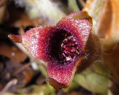 Asarum europaeum