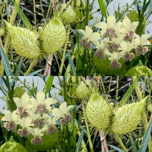 Asclepias fruticosus