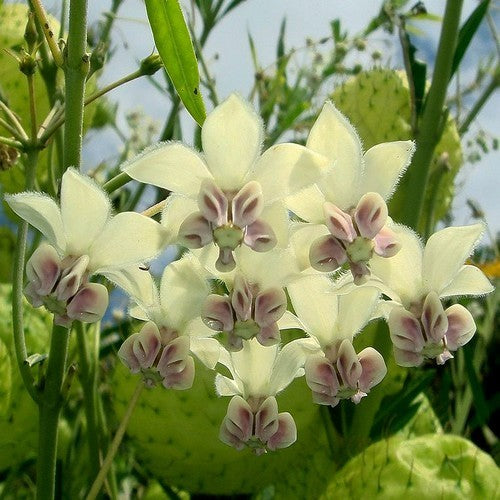 Asclepias fruticosus