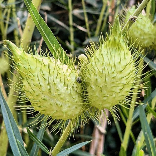 Asclepias fruticosus
