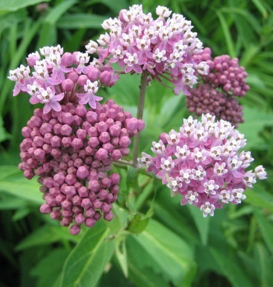 Asclepias incarnata 'Soulmate'