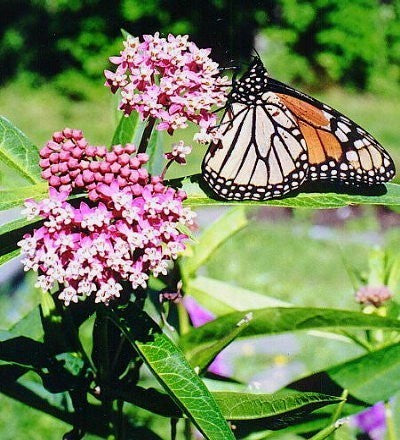 Asclepias incarnata 'Soulmate'
