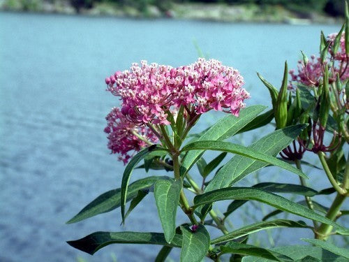 Asclepias incarnata 'Soulmate'