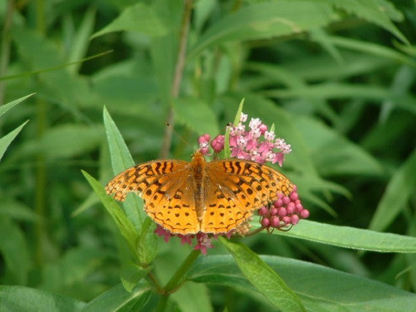 Asclepias incarnata 'Soulmate'