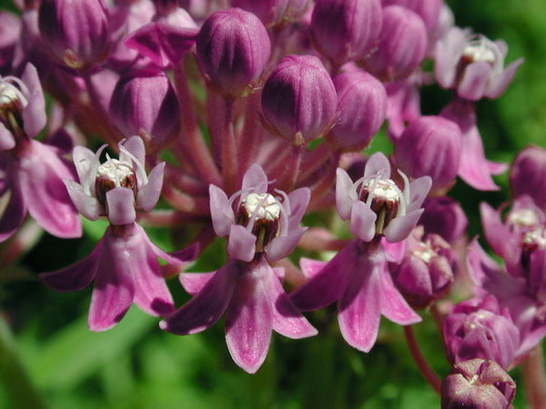 Asclepias incarnata 'Soulmate'