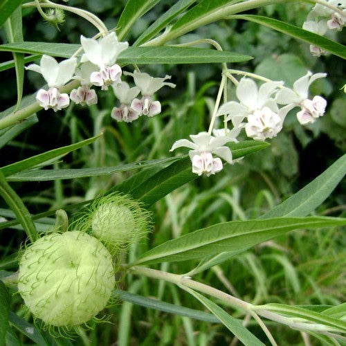 Asclepias physocarpa