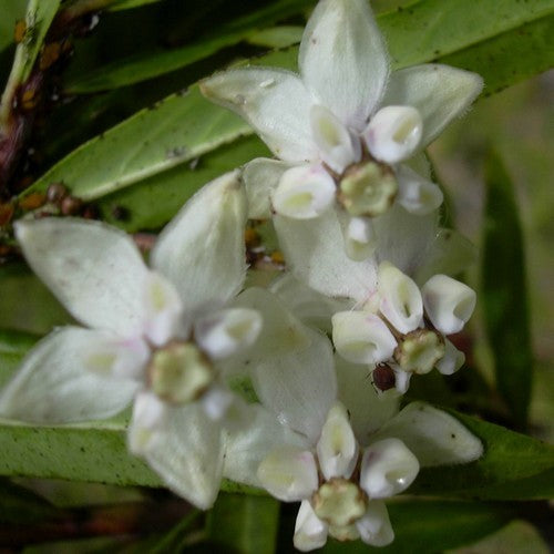 Asclepias physocarpa