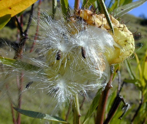 Asclepias physocarpa
