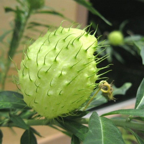 Asclepias physocarpa