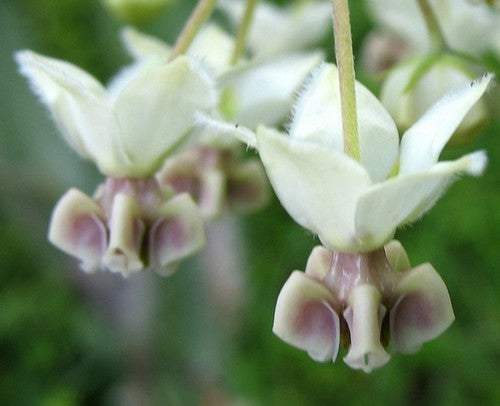 Asclepias physocarpa