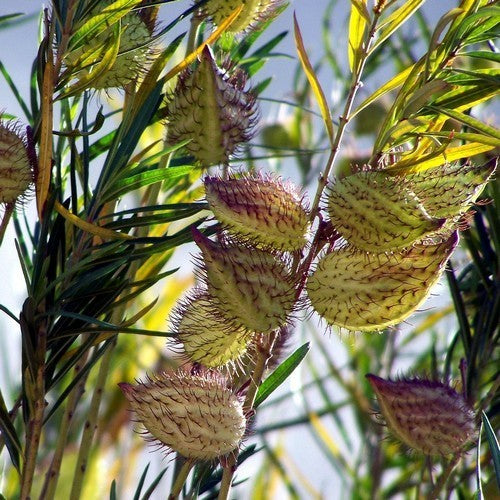 Asclepias physocarpa
