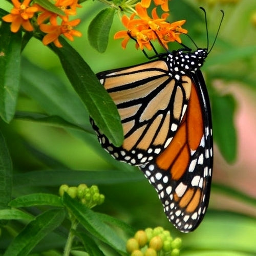 Asclepias tuberosa