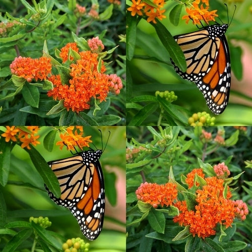 Asclepias tuberosa