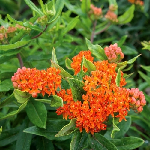 Asclepias tuberosa