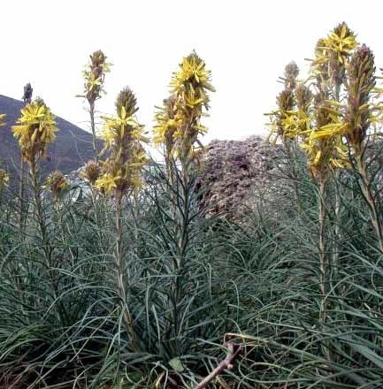 Asphodeline lutea