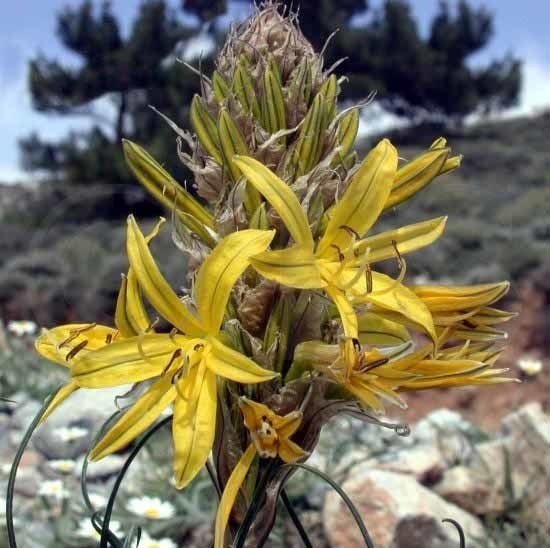 Asphodeline lutea
