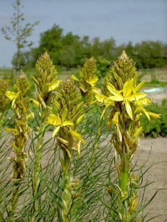 Asphodeline lutea