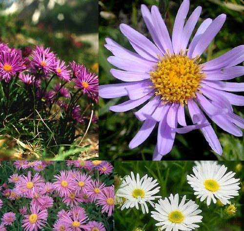 Aster alpinus 'Trimix'