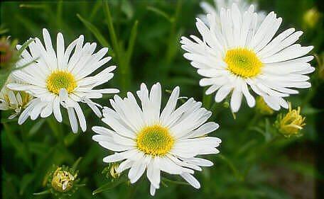 Aster alpinus 'Trimix'