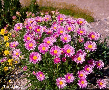 Aster alpinus 'Trimix'