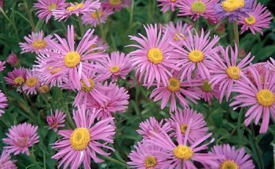 Aster alpinus 'Trimix'