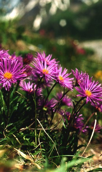 Aster alpinus 'Trimix'