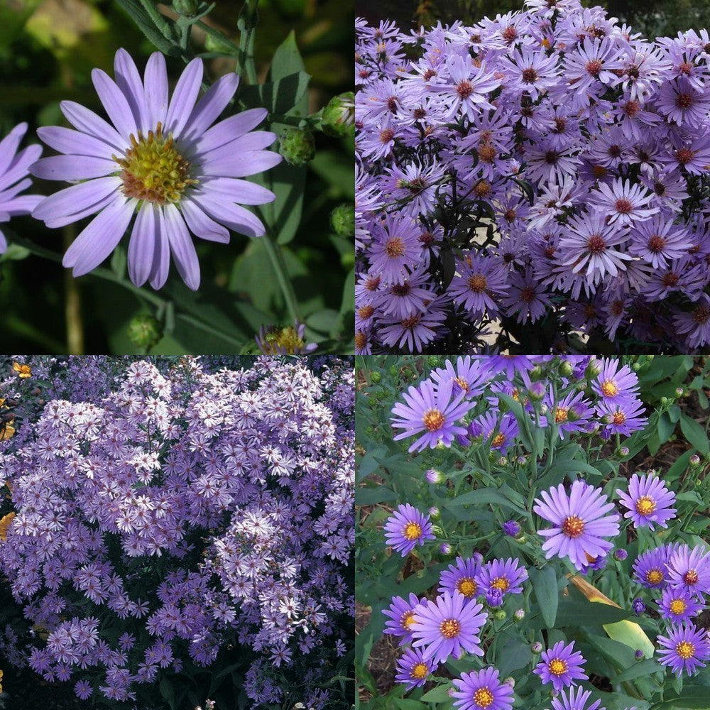 Aster laevis