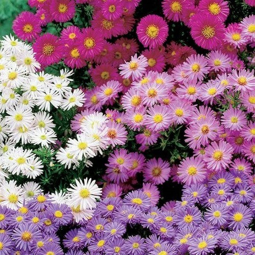 Aster novae-angliae 'Mixed'
