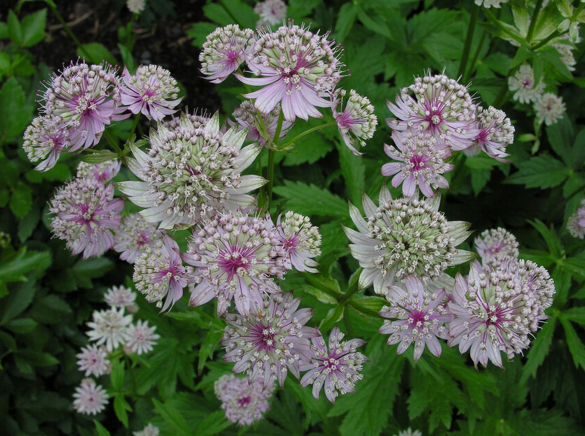 Great Masterwort