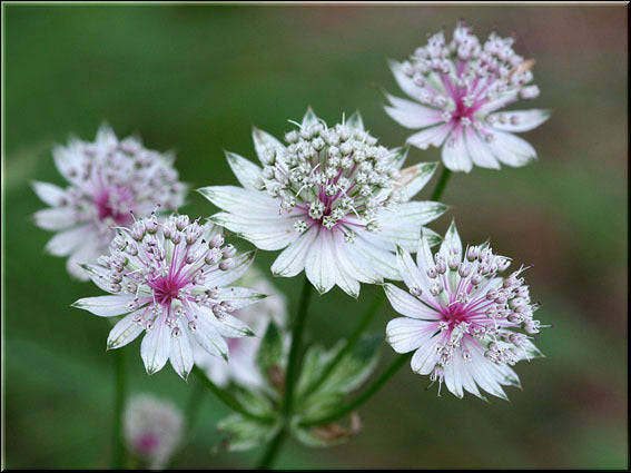 Great Masterwort