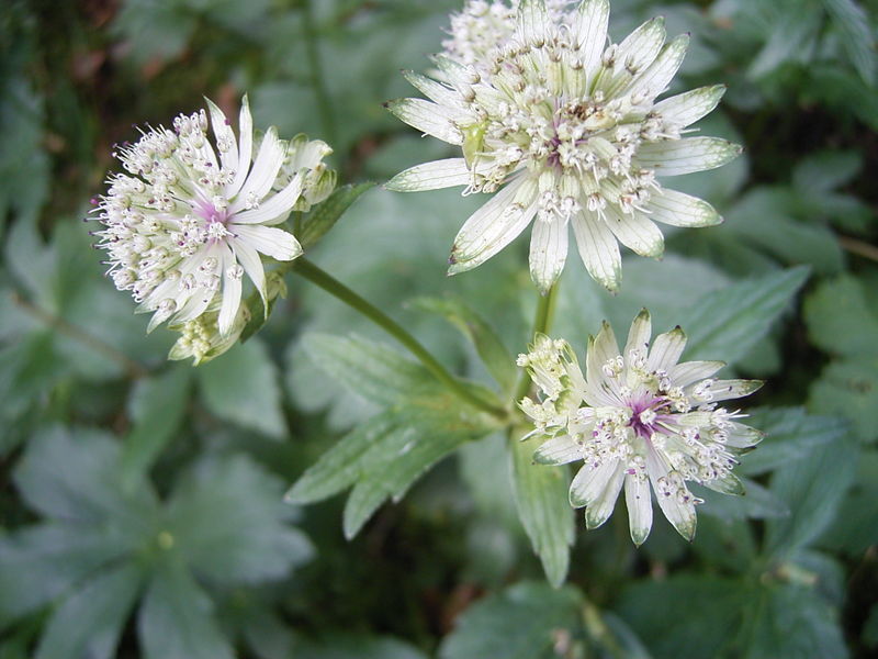 Great Masterwort