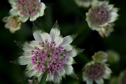 Great Masterwort