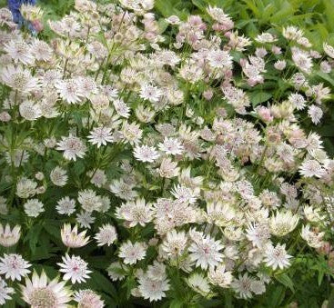 Great Masterwort