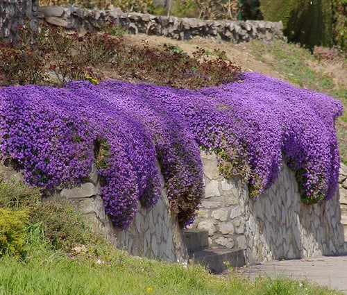 Aubrieta X cultorum 'Blue Royal'