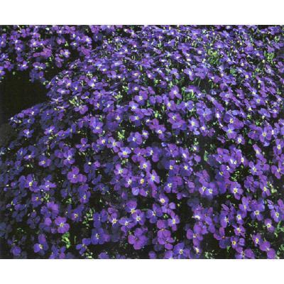Aubrieta X cultorum 'Blue Royal'