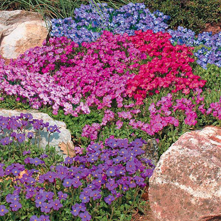 Aubrieta X cultorum 'Large Flowered Mix'