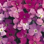 Aubrieta X cultorum 'Large Flowered Mix'