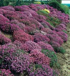 Aubrieta X cultorum 'Large Flowered Mix'