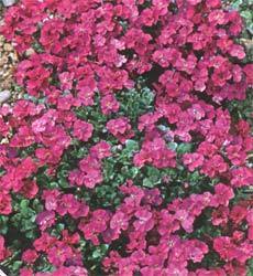 Aubrieta X cultorum 'Red King'