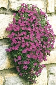 Aubrieta X cultorum 'Violet Queen'
