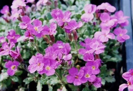 Aubrieta X cultorum 'Violet Queen'