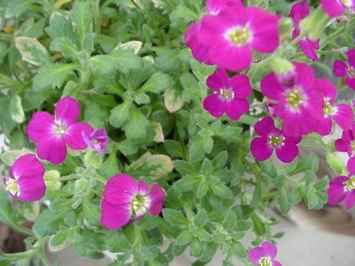 Aubrieta X cultorum 'Violet Queen'