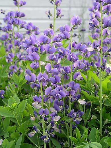 Baptisia australis