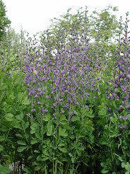 Baptisia australis