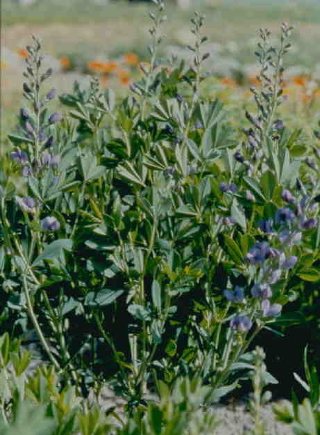 Baptisia australis