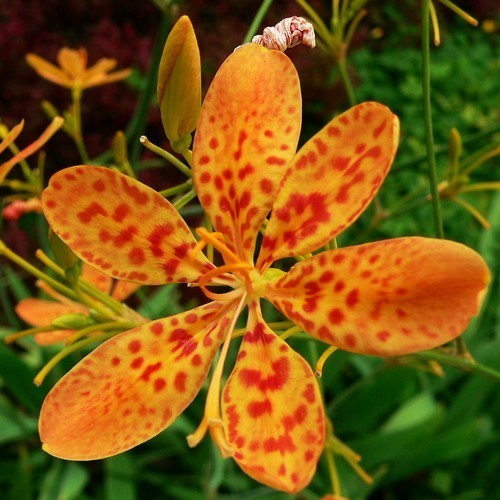 Belamcanda chinensis 'Königstiger'