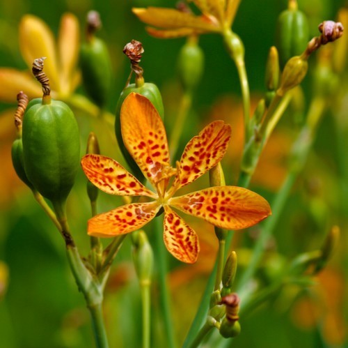 Belamcanda chinensis 'Königstiger'