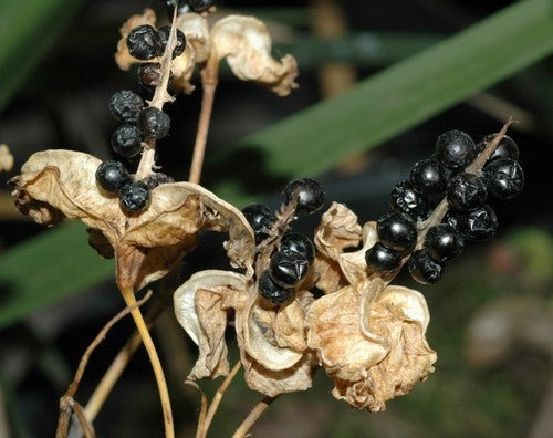 Belamcanda chinensis 'Königstiger'